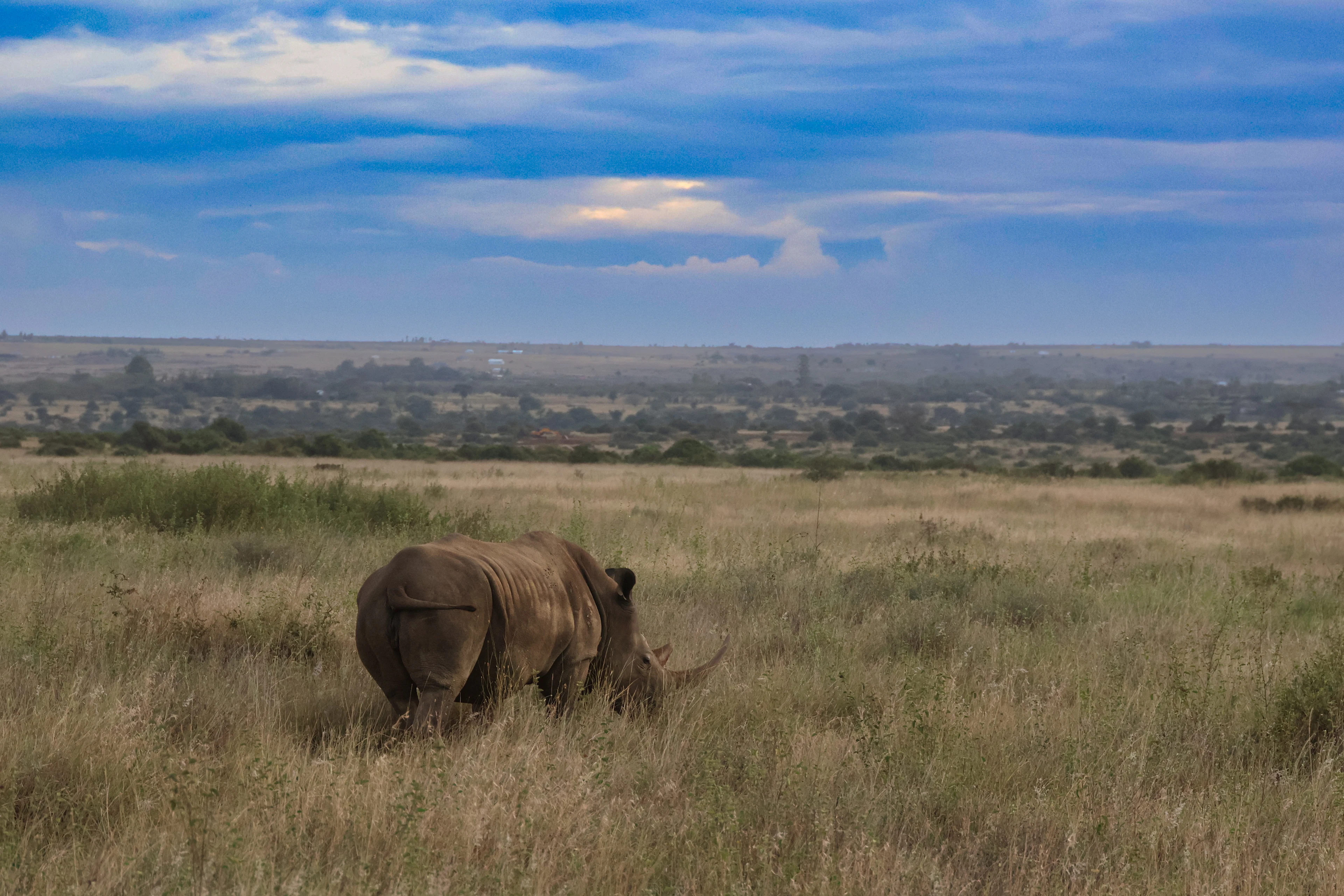 Wildlife You Came For, Nairobi