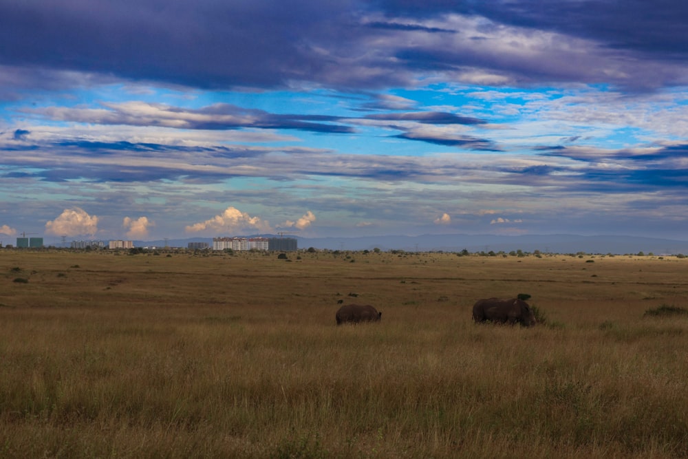 a couple of elephants standing on top of a grass covered field