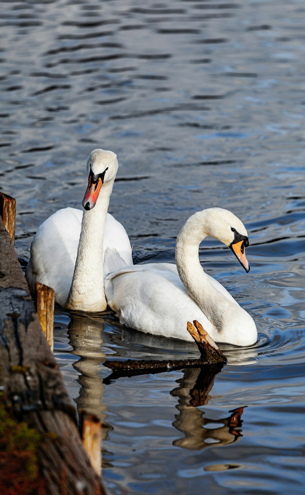 a couple of white swans floating on top of a lake