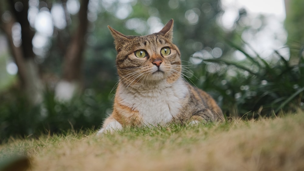 a cat sitting in the grass looking up
