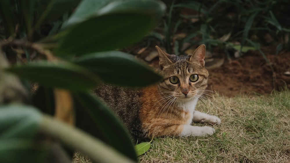 a cat sitting in the grass next to a plant