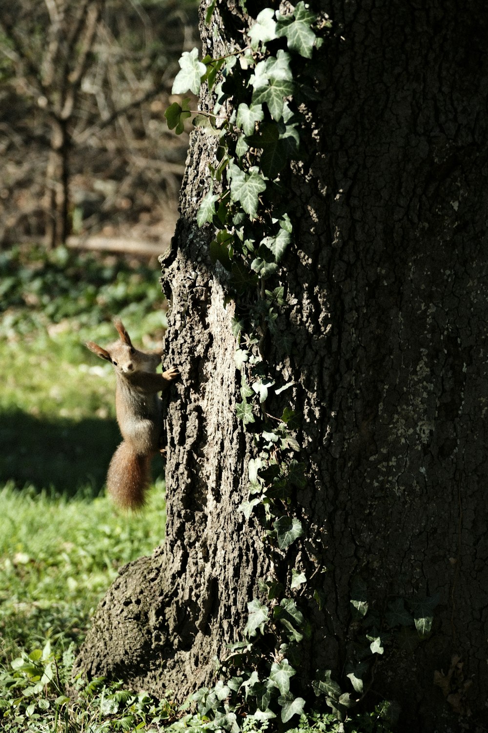 a squirrel climbing up the side of a tree