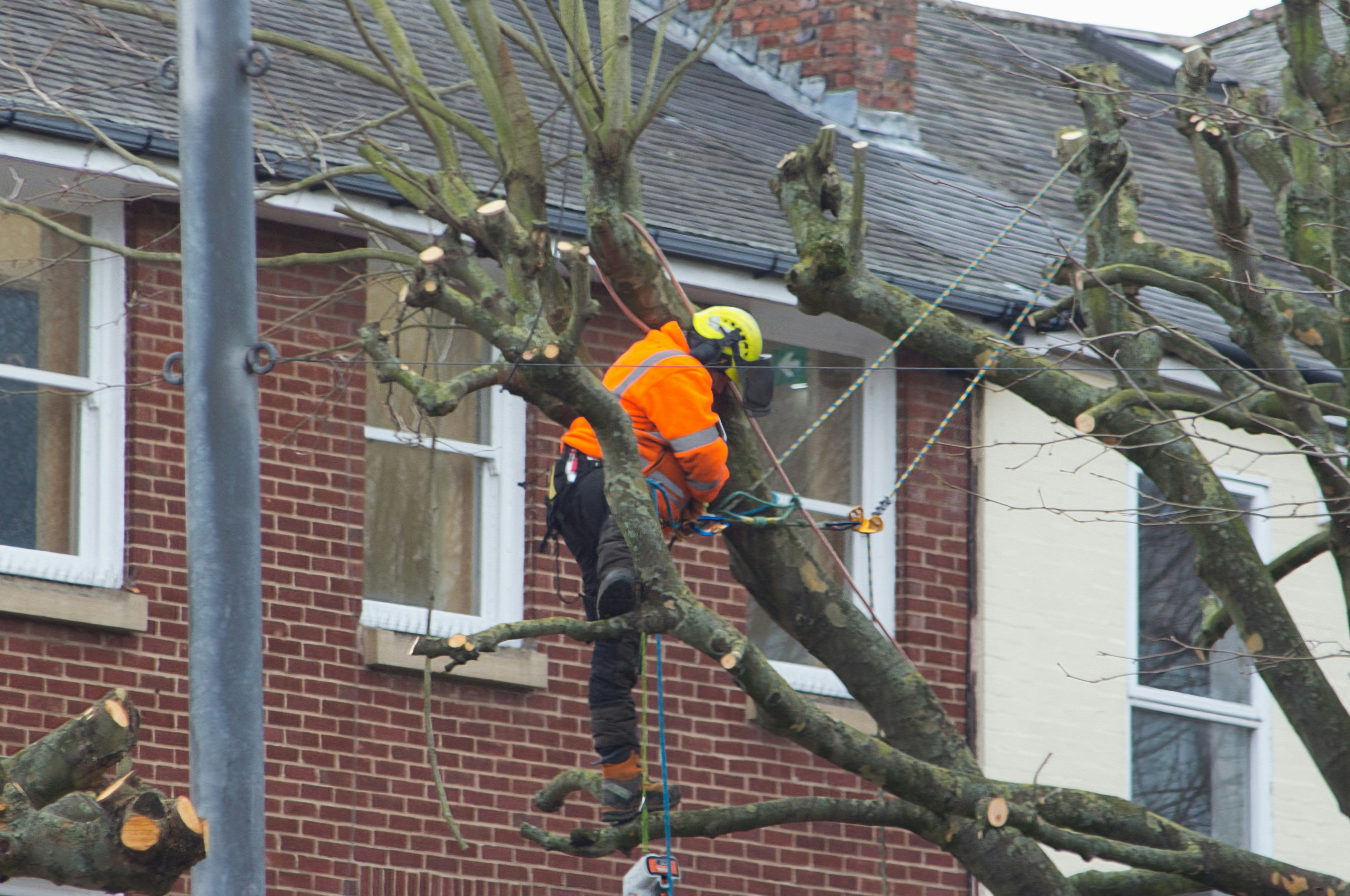 crew safely pruning hazardous tree limb - tree hazard assessment