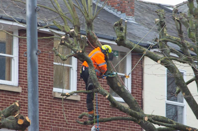 a man in an orange safety vest working on a tree