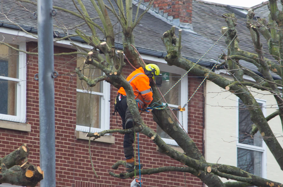Tree trimming in progress