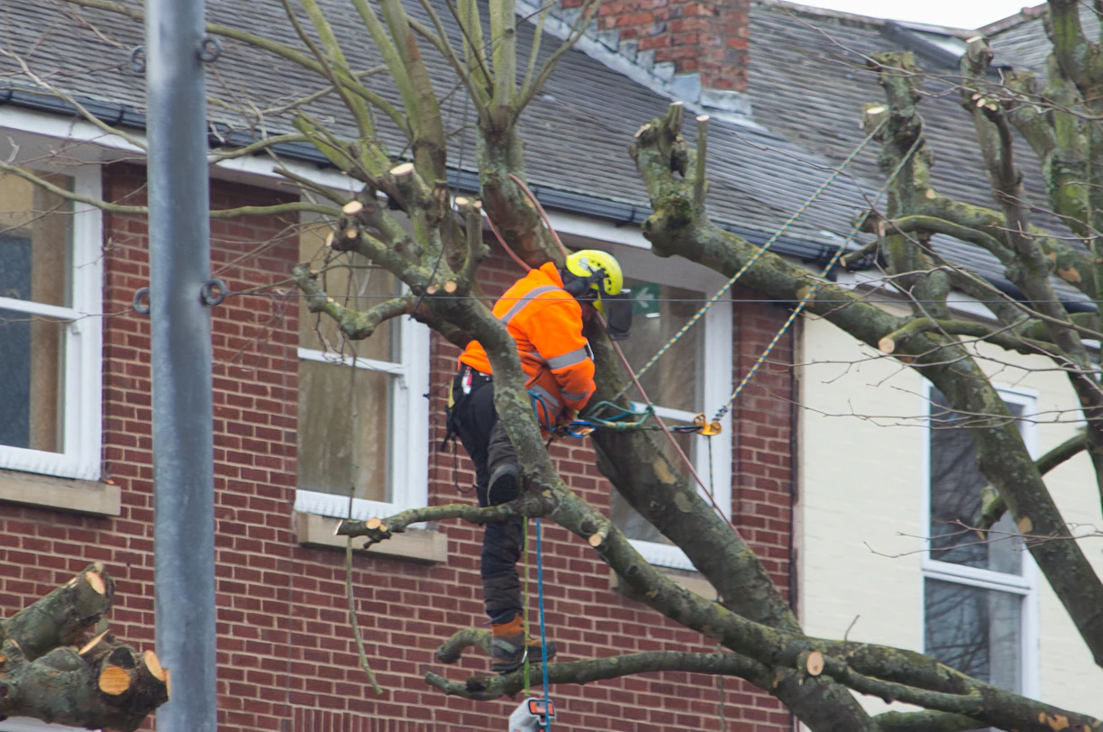 a man in an orange safety vest working on a tree