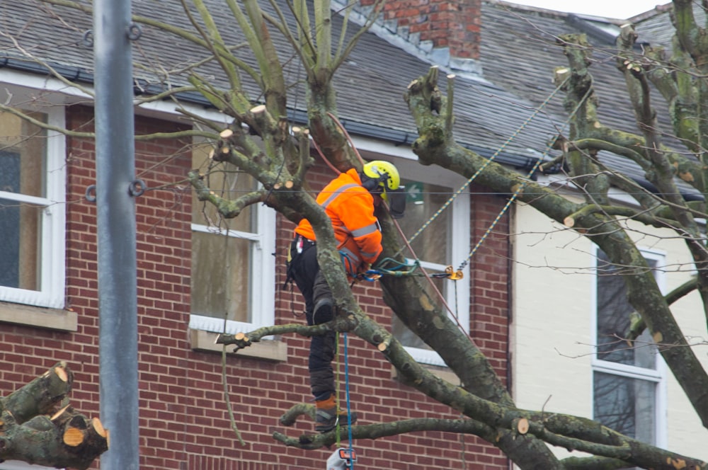 a man in an orange safety vest working on a tree