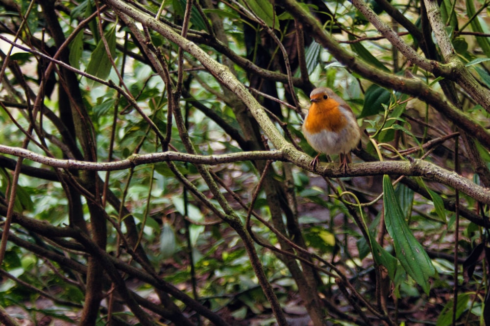 a small bird perched on a tree branch