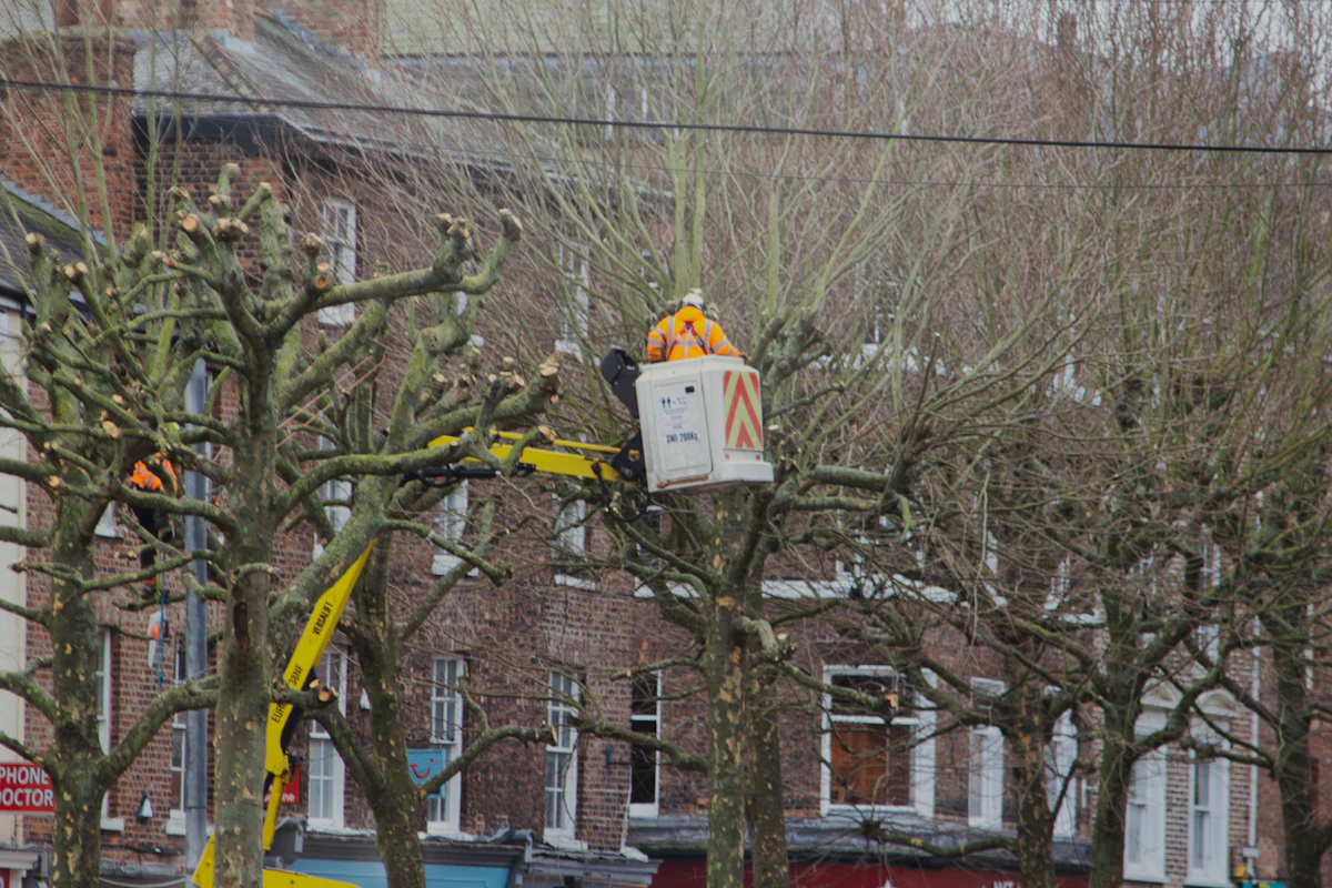 Arborist in a bucket lift trimming a tree