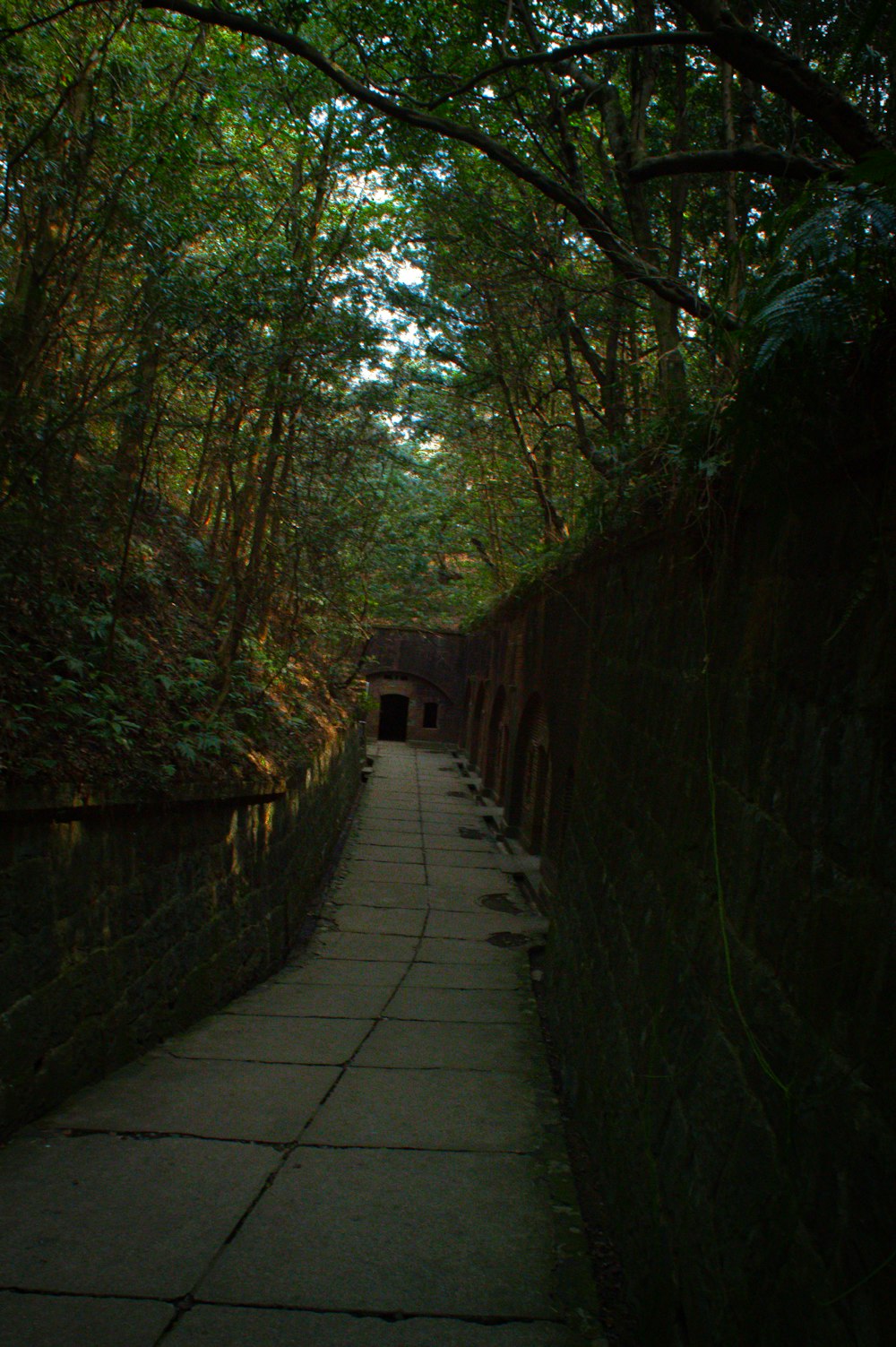 a walkway in the middle of a forest