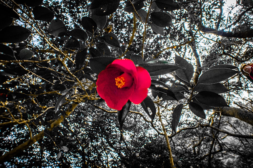 a large red flower sitting on top of a tree
