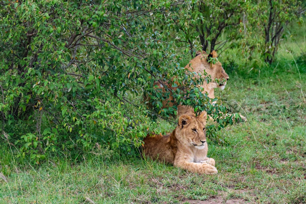 Un couple de lions assis l’un à côté de l’autre sur un champ verdoyant