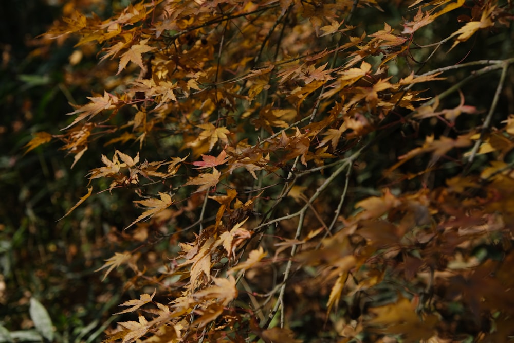 a bunch of leaves that are on a tree