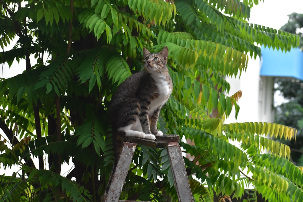 a cat sitting on top of a wooden ladder