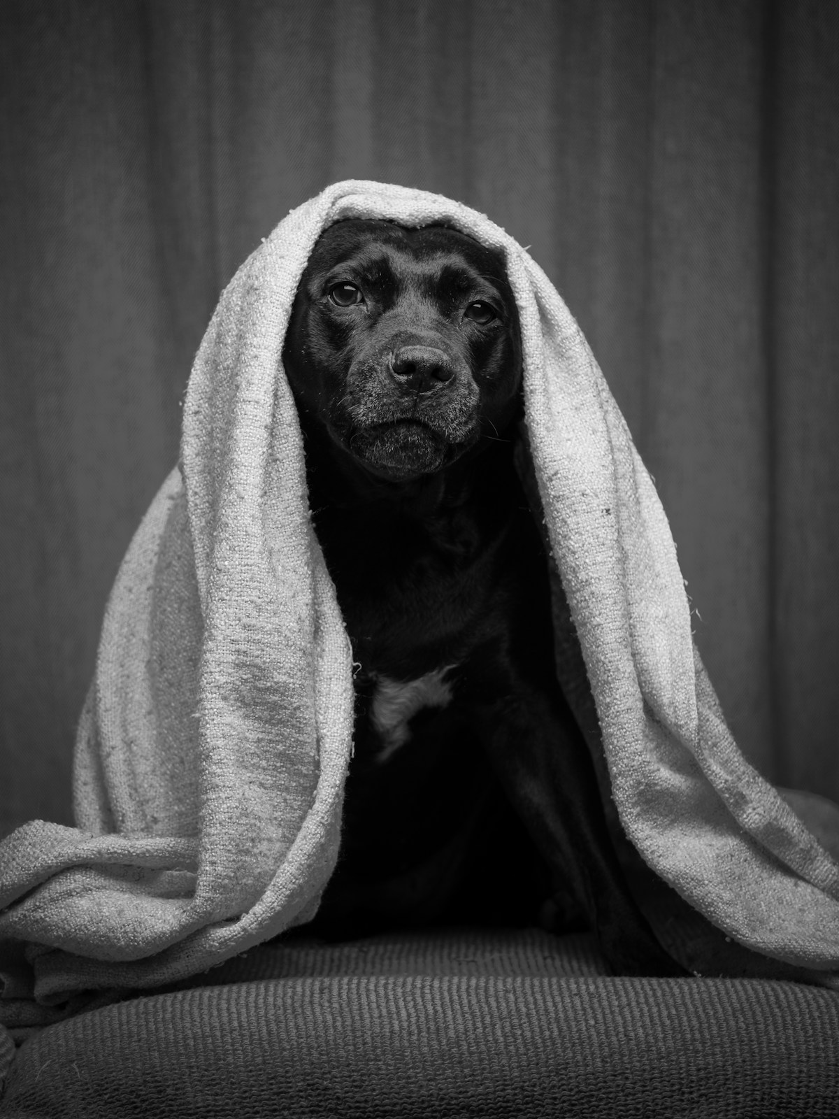 Cão escondido sob cobertor no sofá