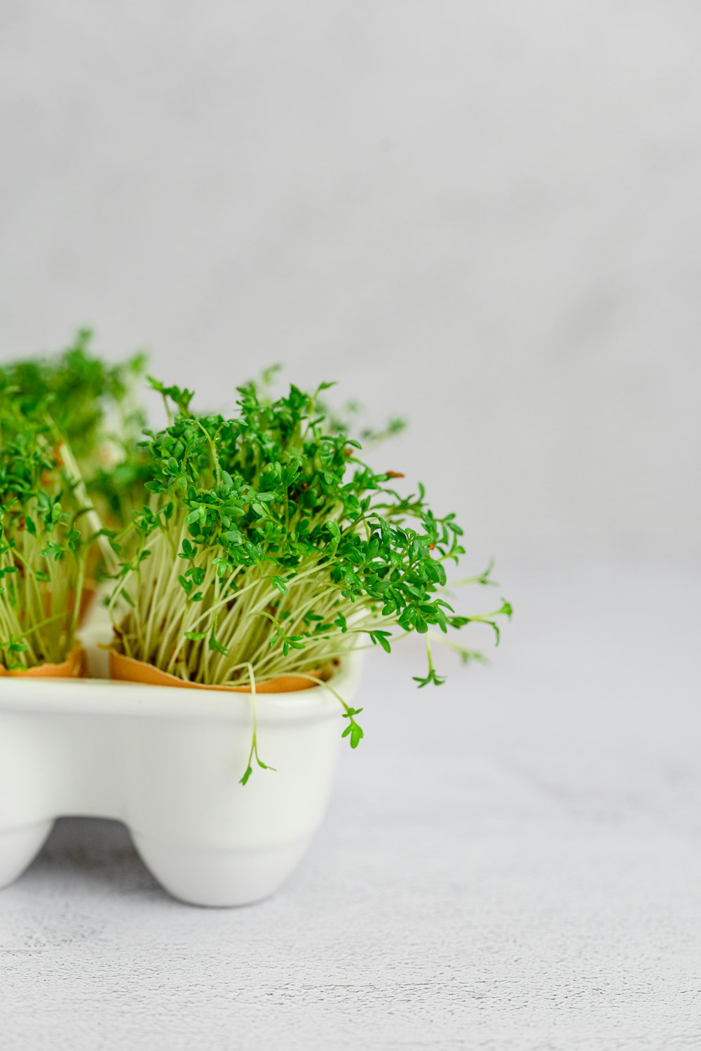 a close up of a plant in a bowl