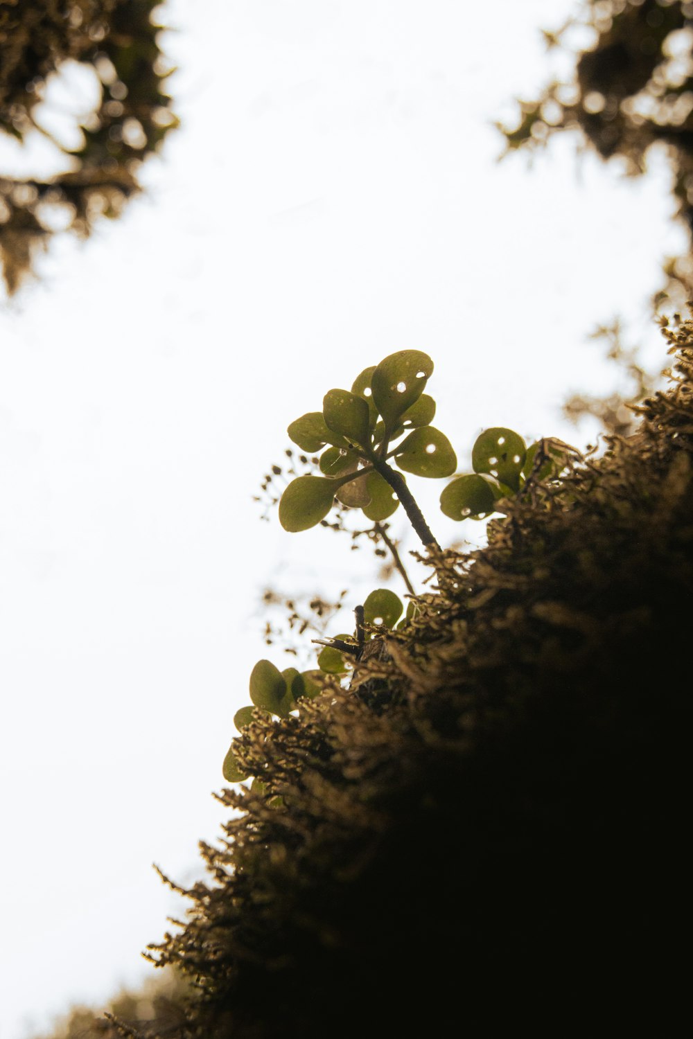 a small tree with green leaves on top of a hill