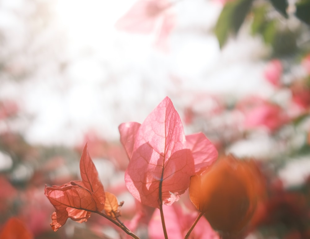 a close up of a pink flower with a blurry background