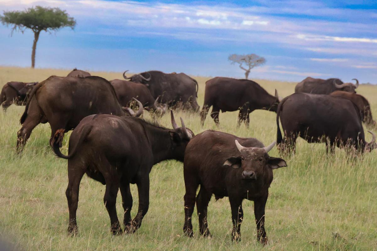 A herd of Cape buffalo on green grassland in Naboisho, Narok