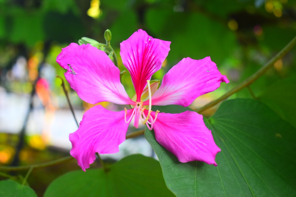 a pink flower with green leaves in the background