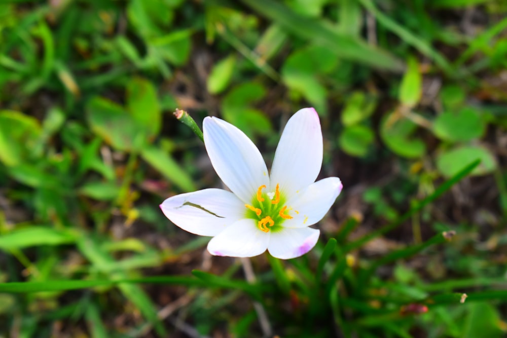 a single white flower with a yellow center