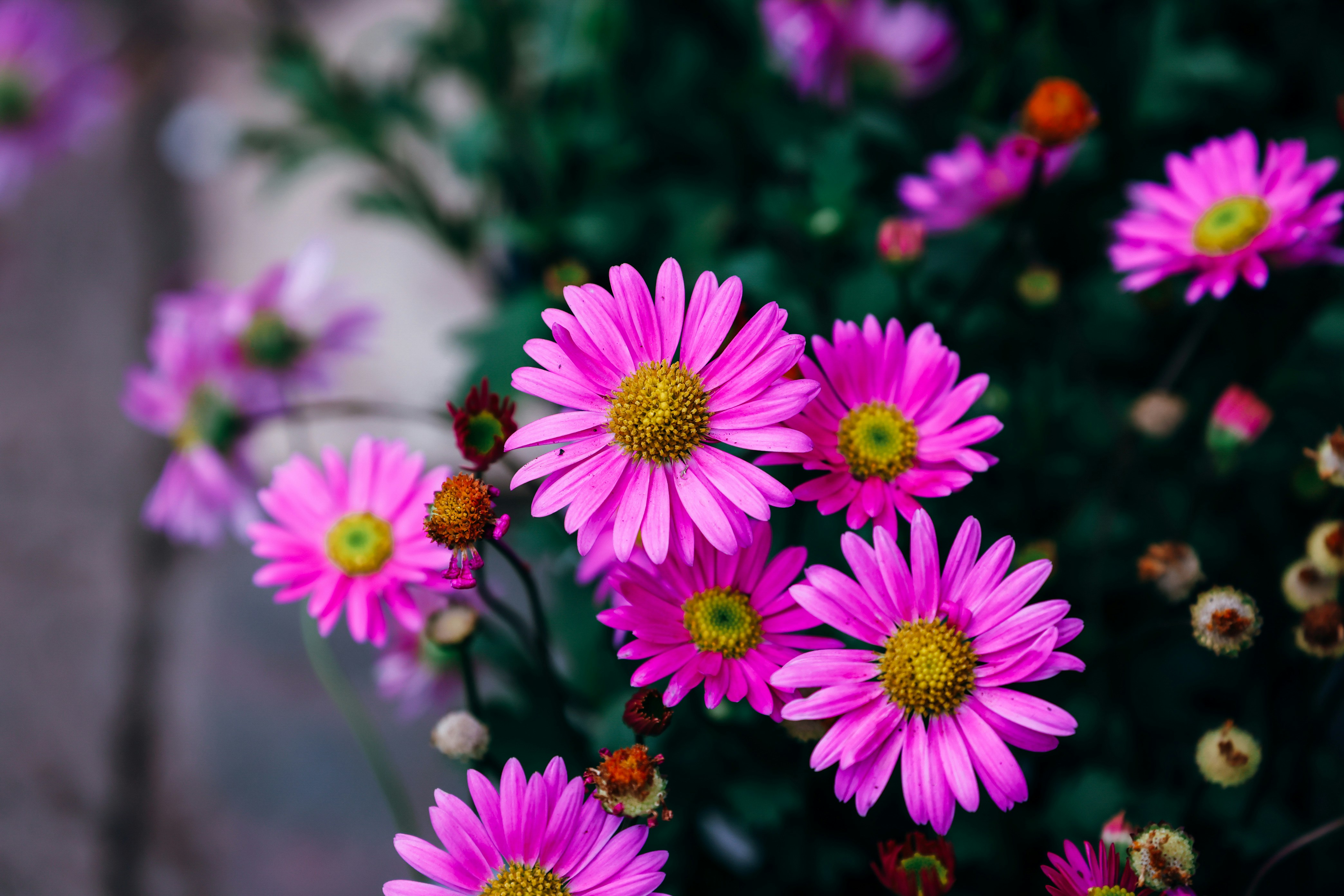 Photo by dickenslin76