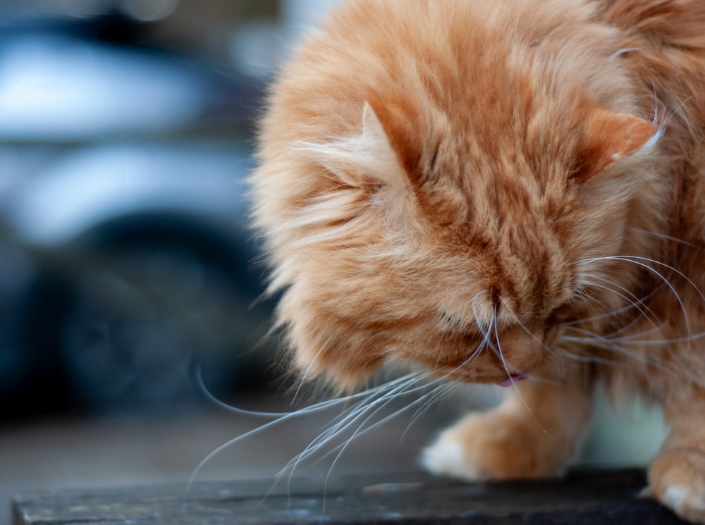 a small orange cat standing on top of a wooden table