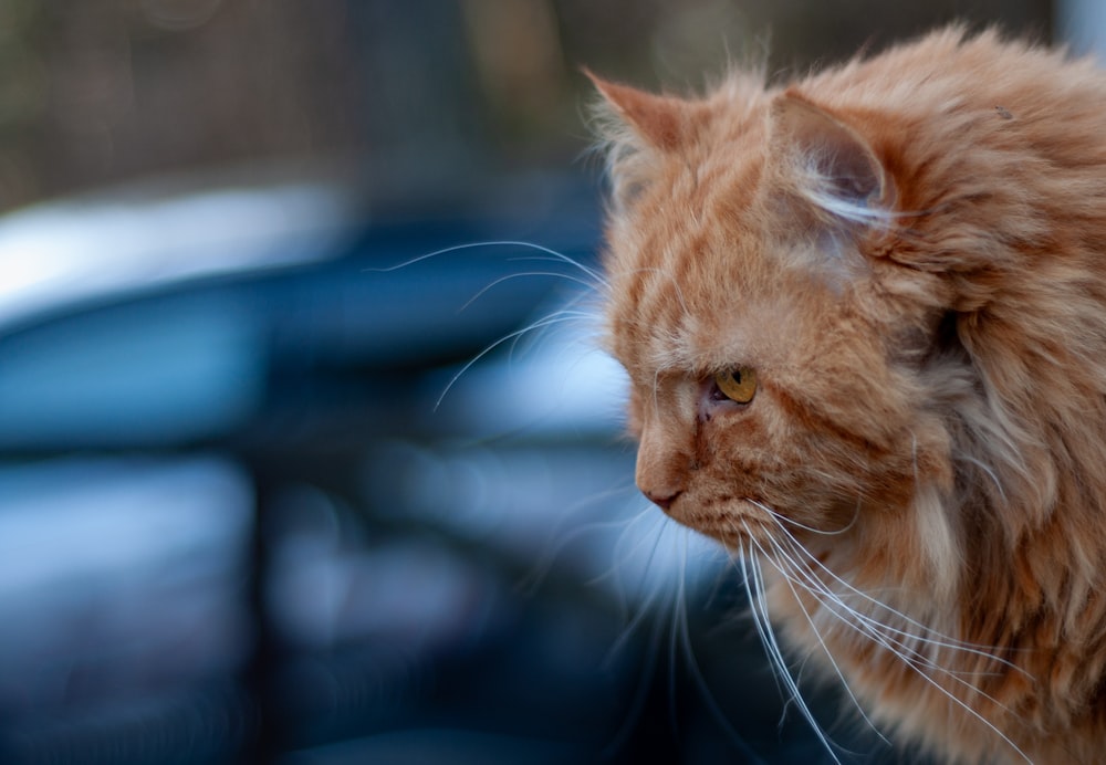 a close up of a cat on a car