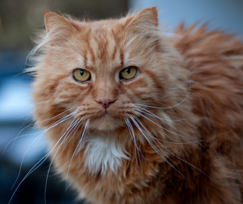 un primer plano de un gato con un fondo borroso