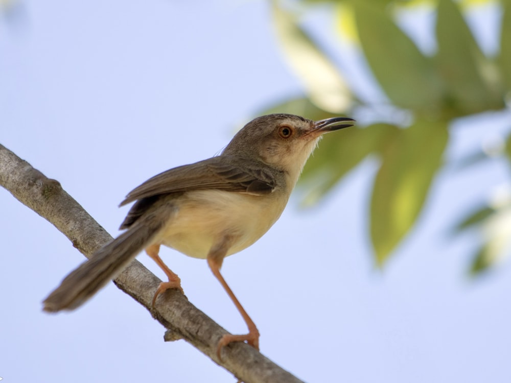 um pequeno pássaro empoleirado em um galho de árvore