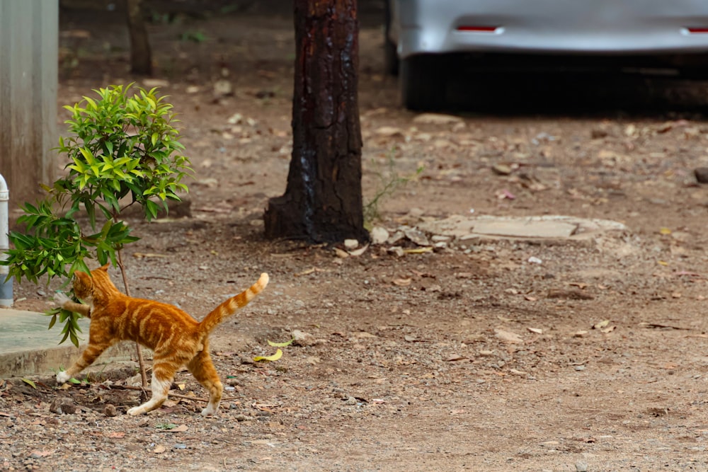 an orange cat walking across a dirt road next to a tree