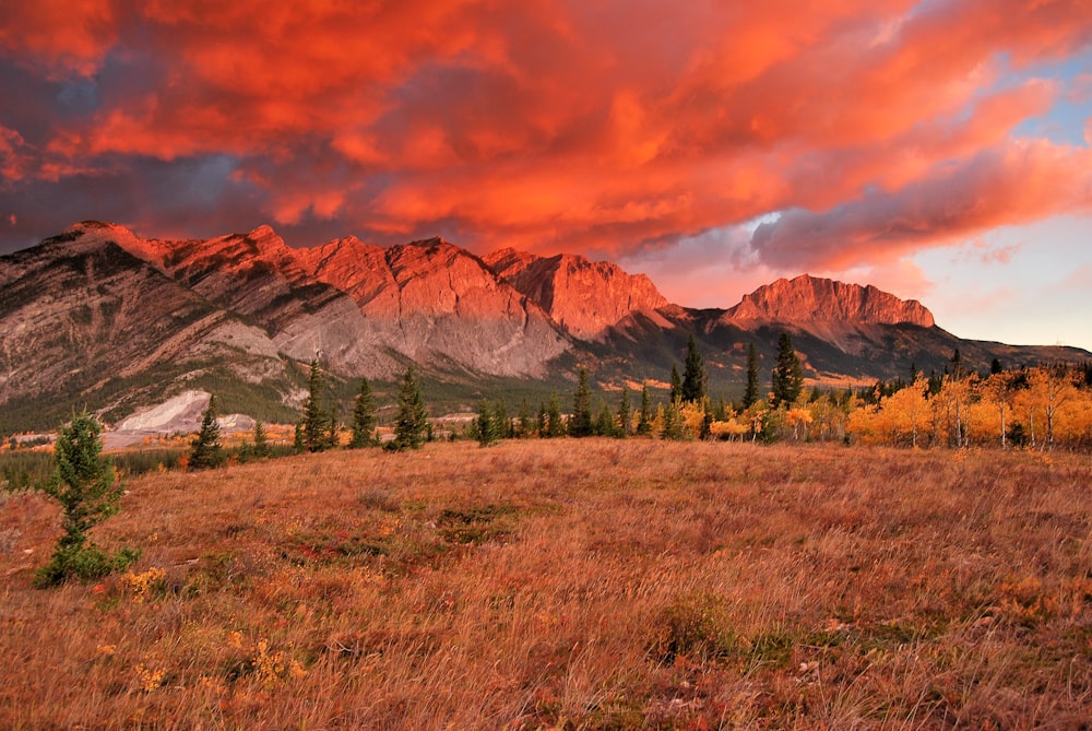 a field with a mountain in the background