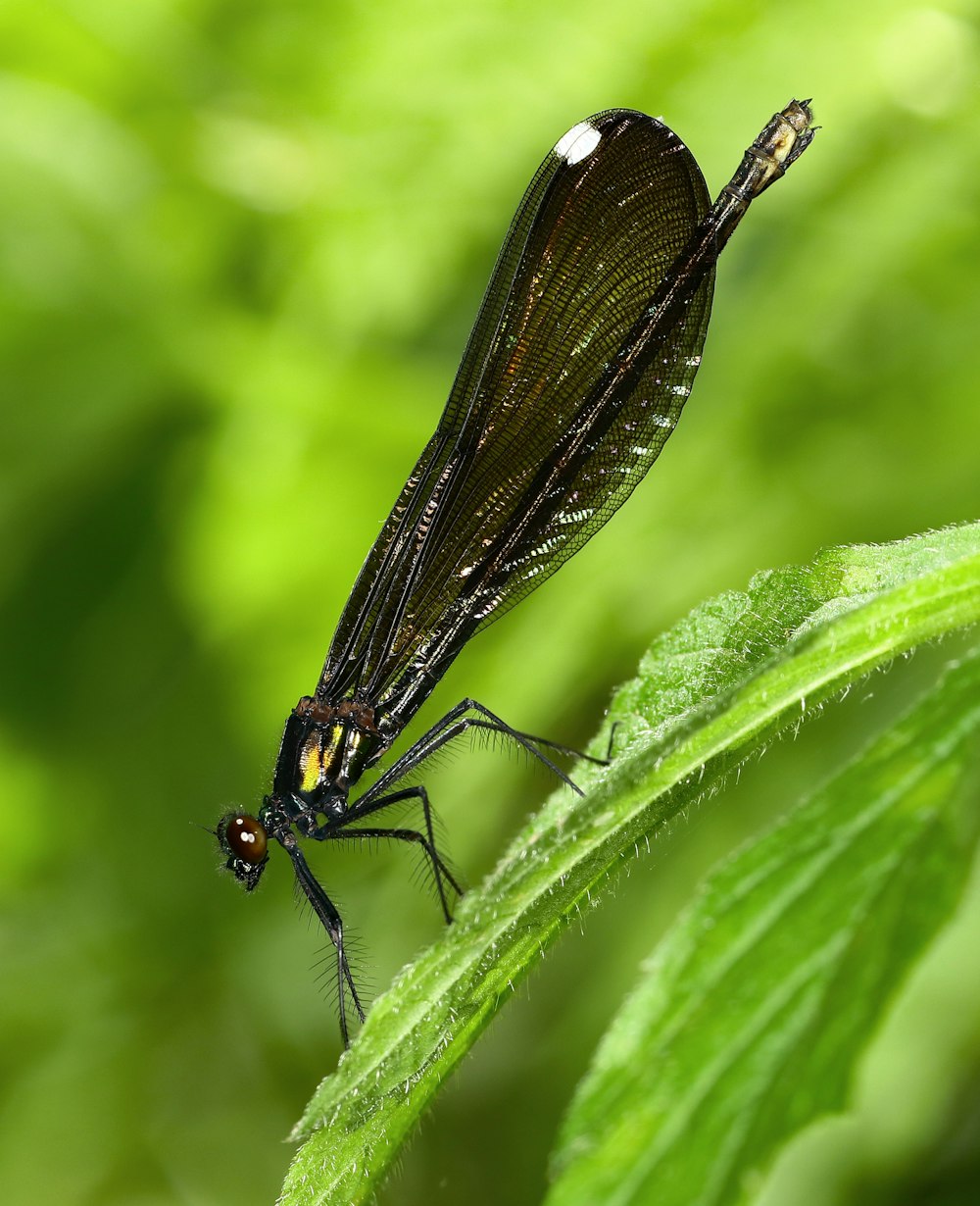 a black insect sitting on top of a green leaf