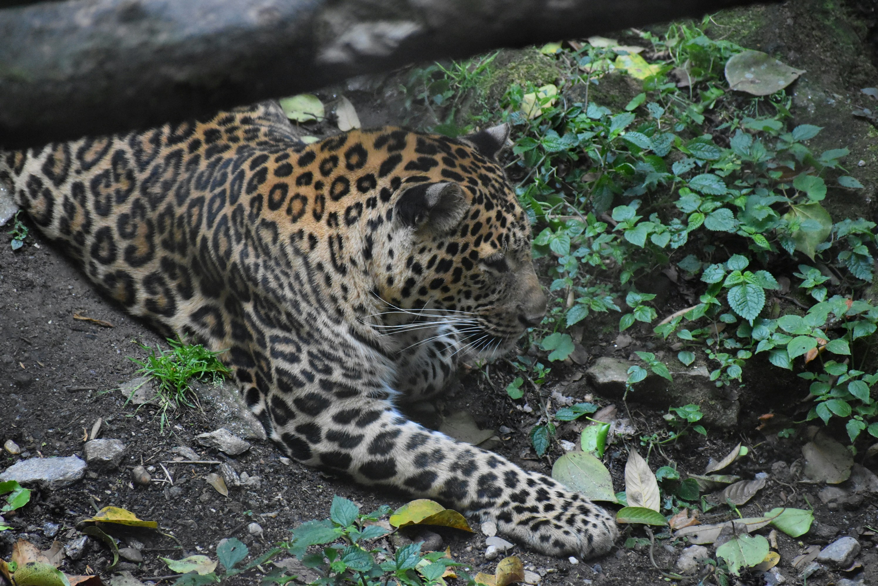 Photo by priyankabrokenheart90