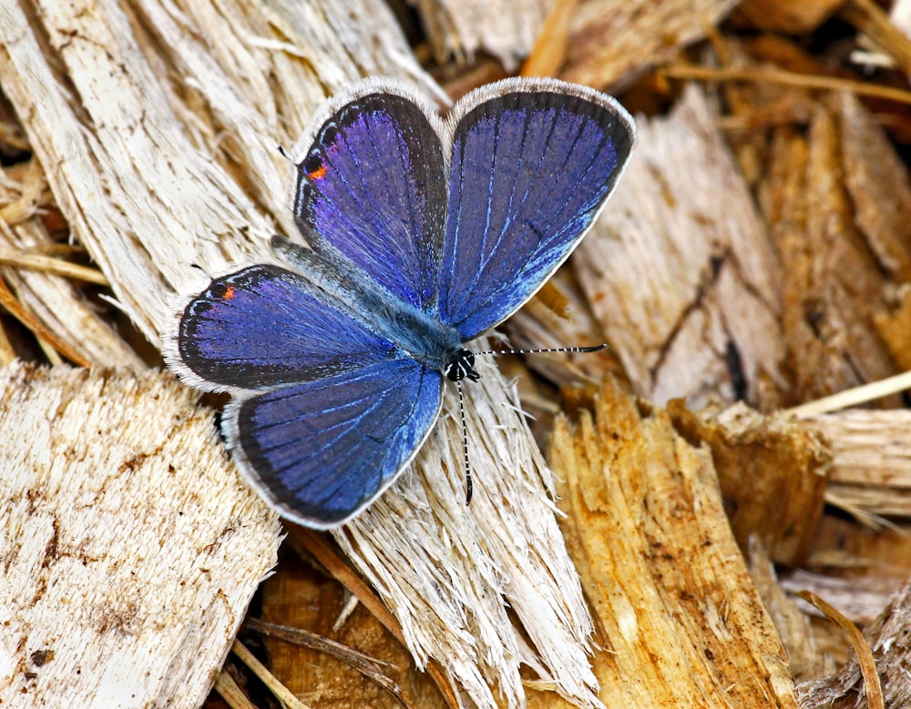 a blue butterfly sitting on top of dry grass