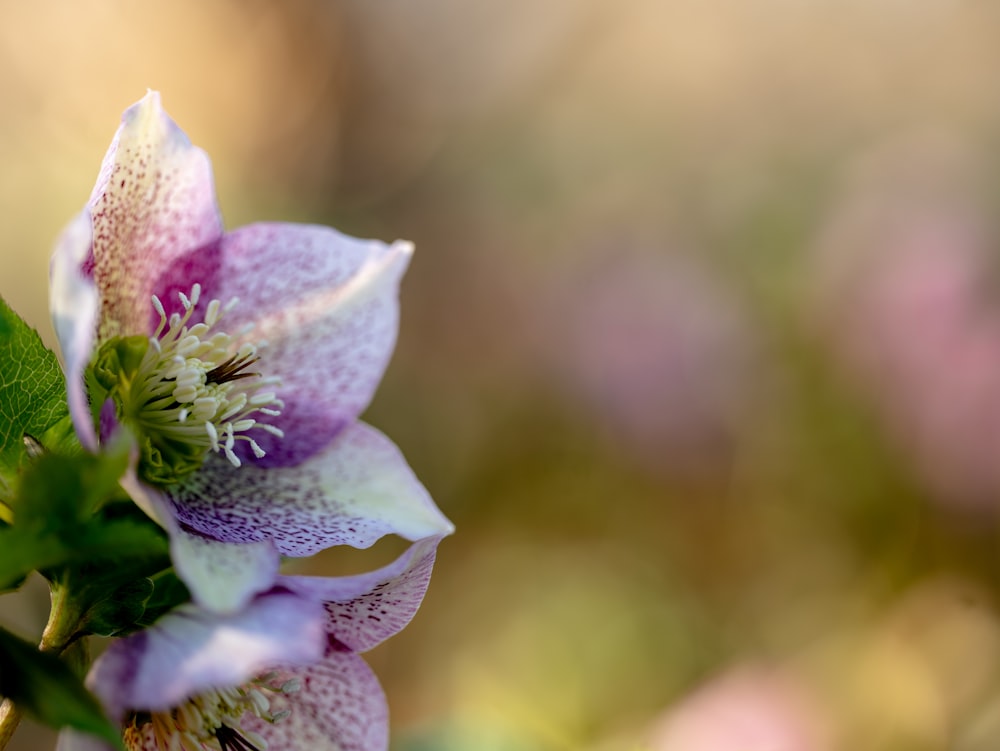 a close up of a flower with a blurry background