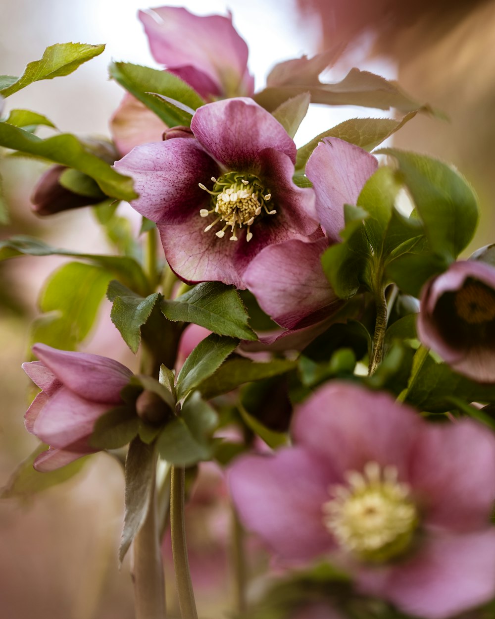 a vase filled with pink flowers and green leaves