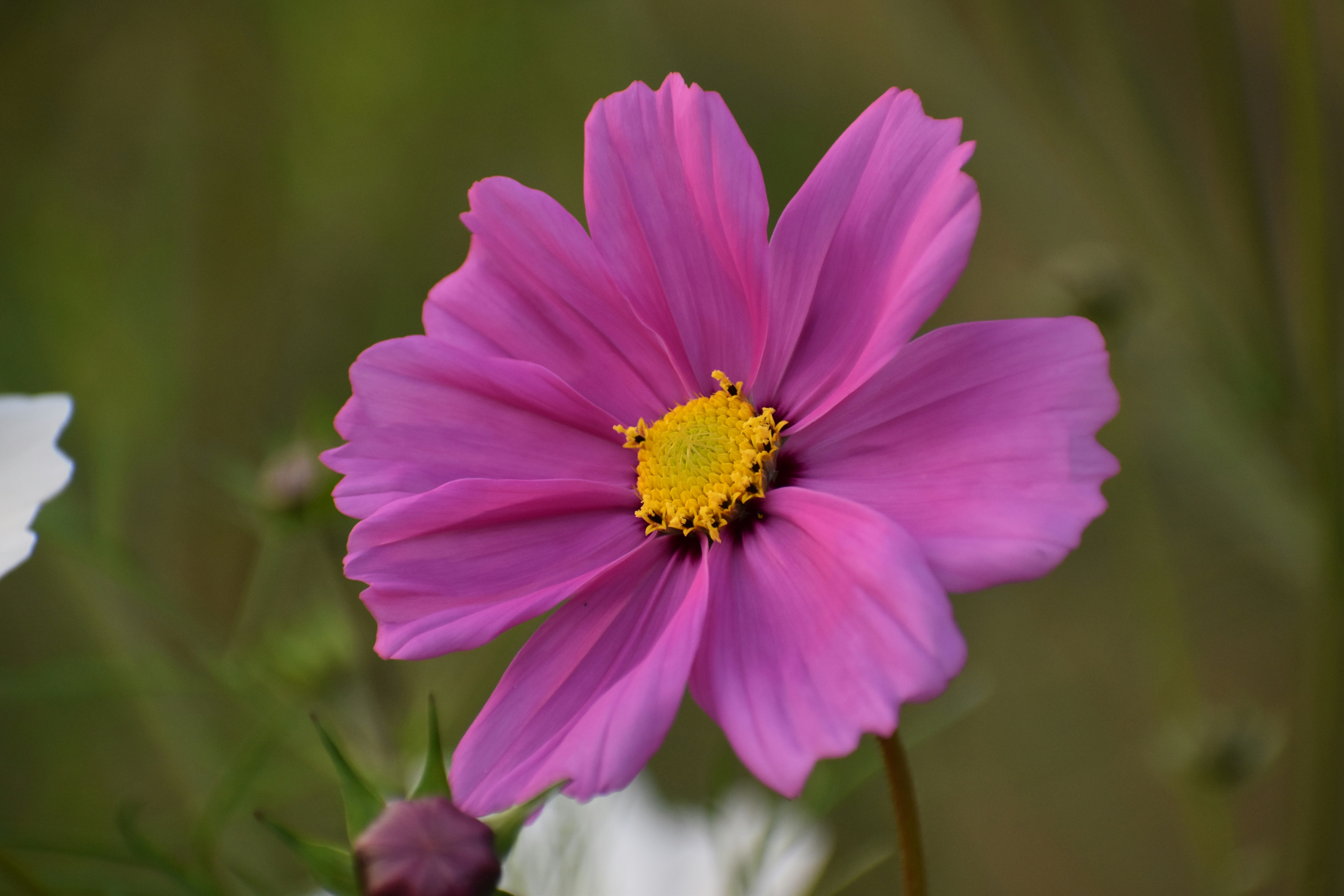 Photo by priyankabrokenheart90