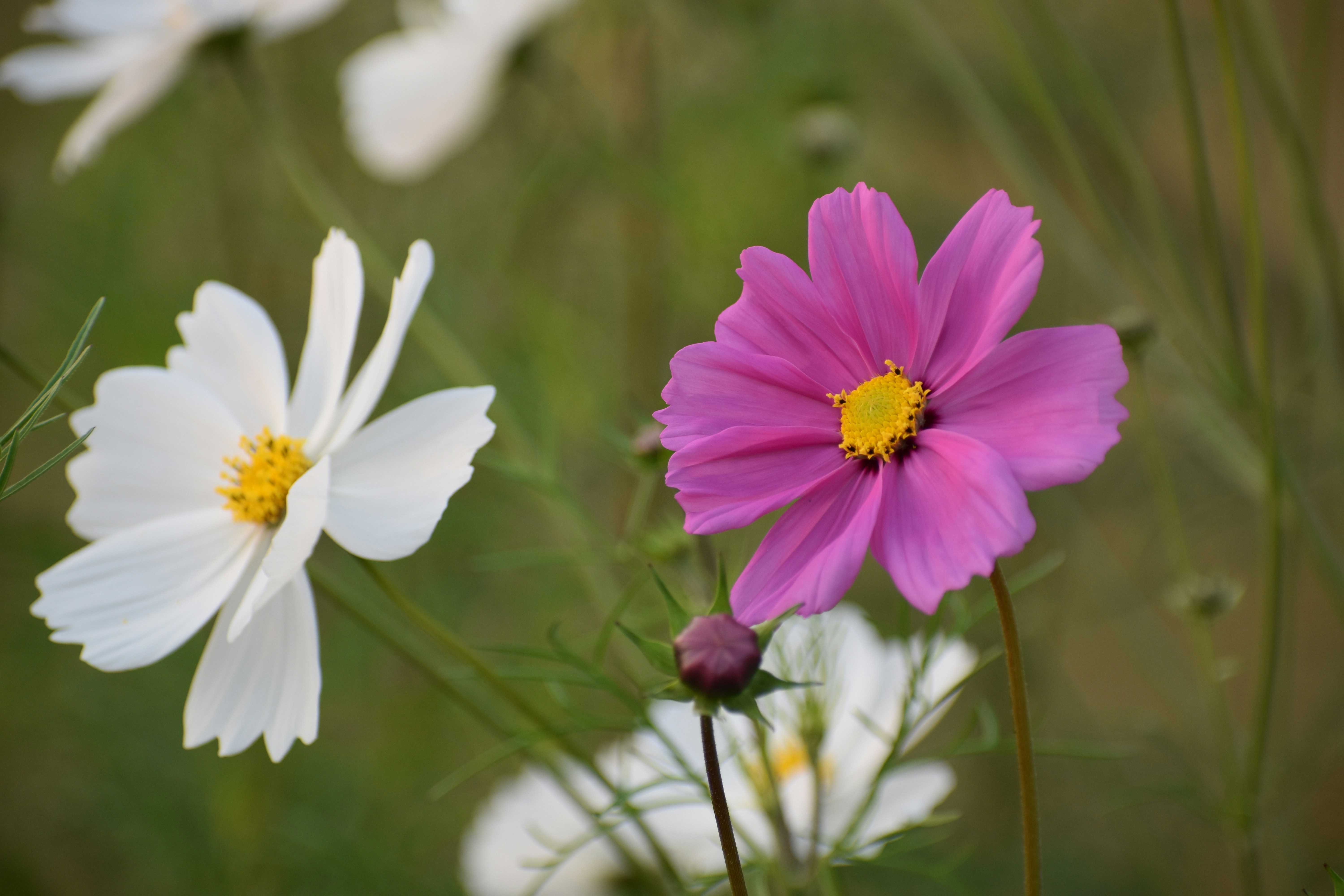 Photo by priyankabrokenheart90