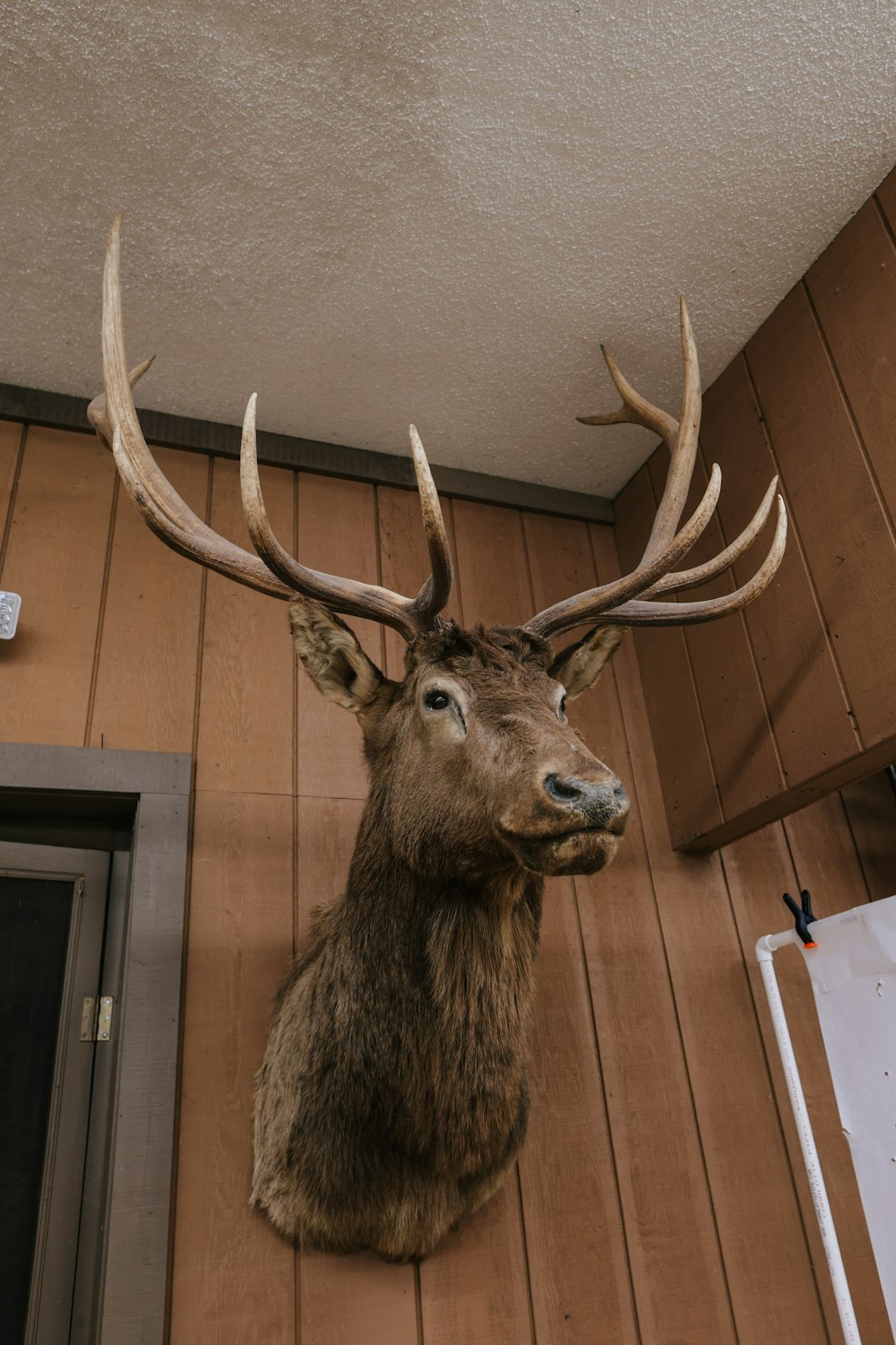 部屋の壁に取り付けられた鹿の頭