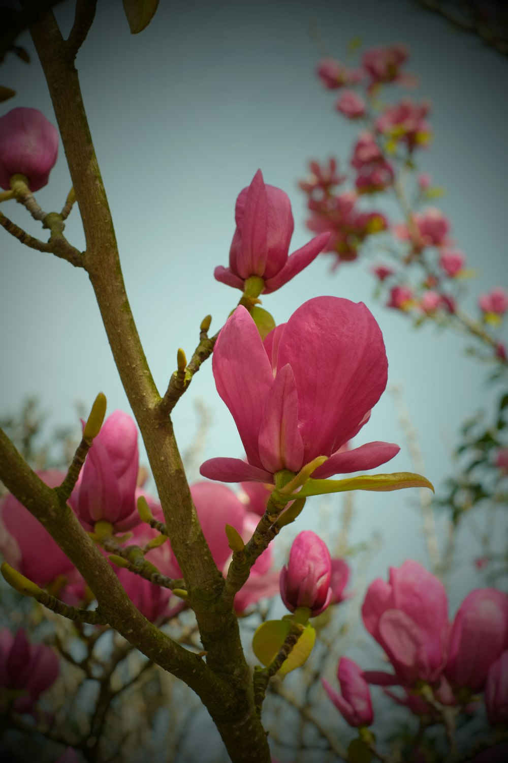 pink flowers are blooming on a tree branch