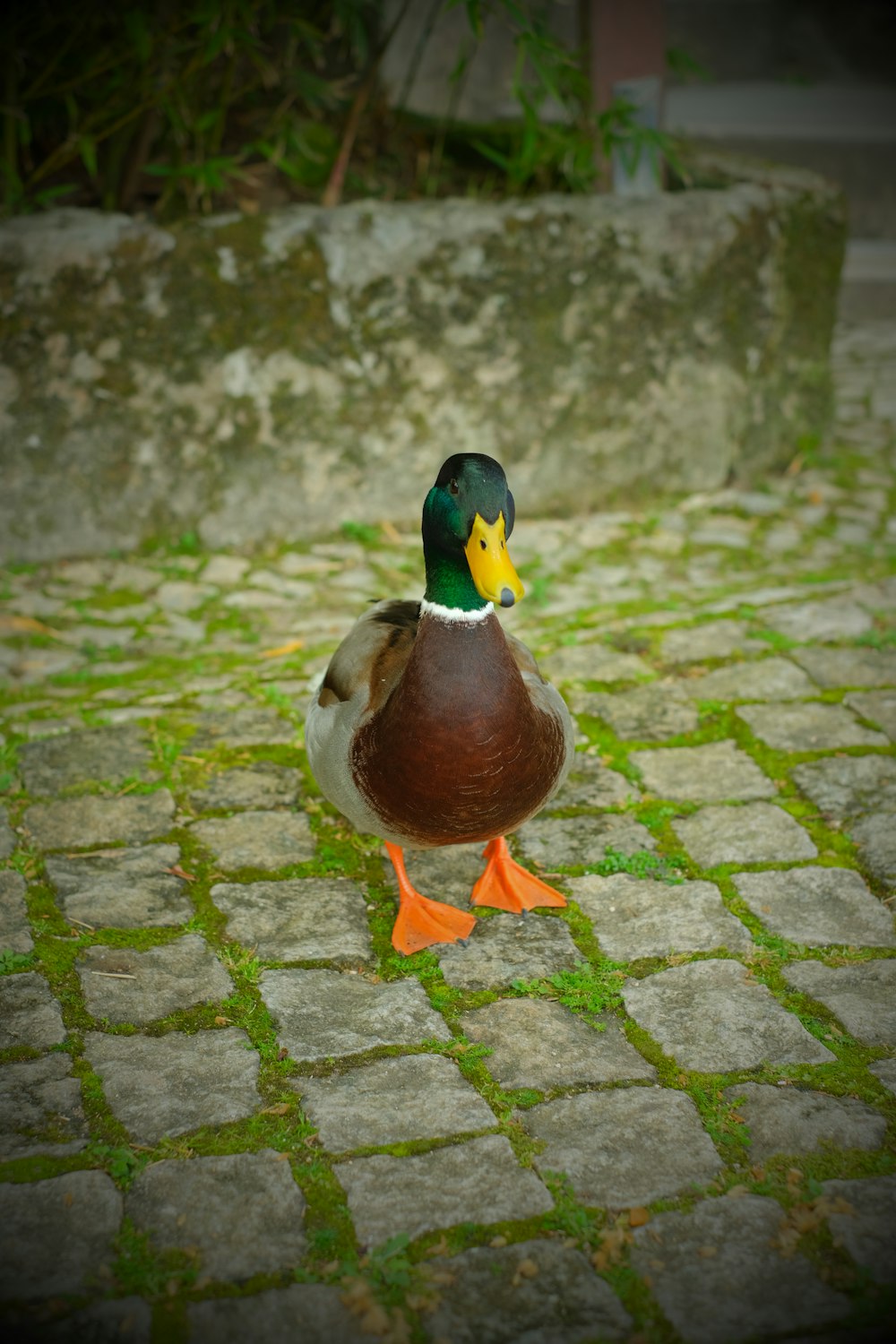um pato está de pé em uma passarela de tijolos