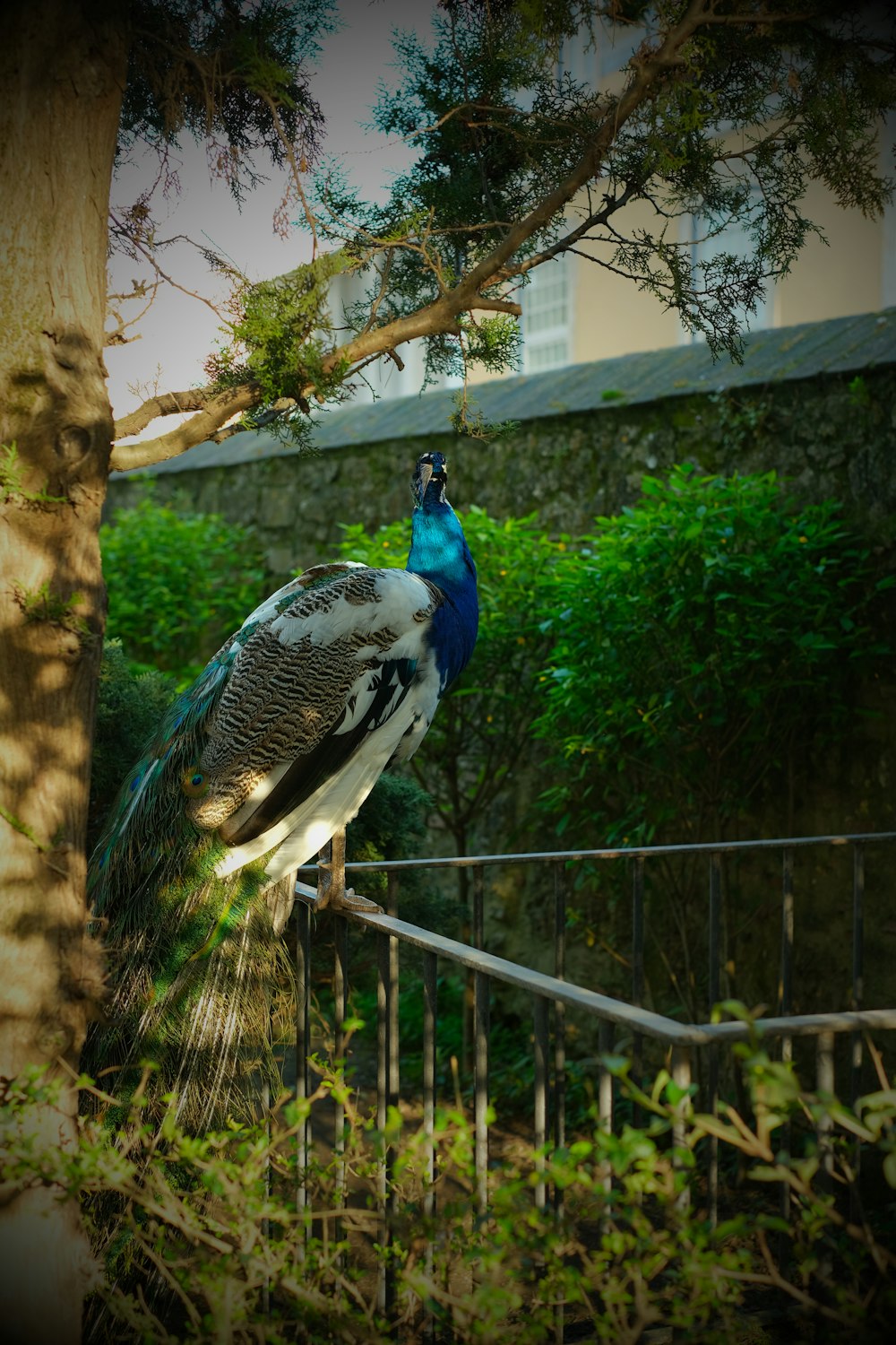 a peacock sitting on top of a tree next to a fence