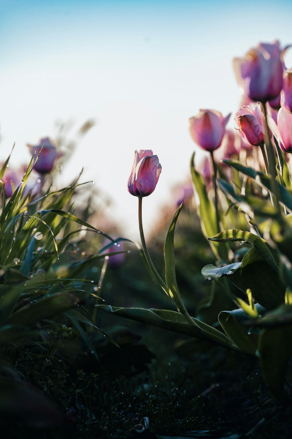 a bunch of pink flowers that are in the grass