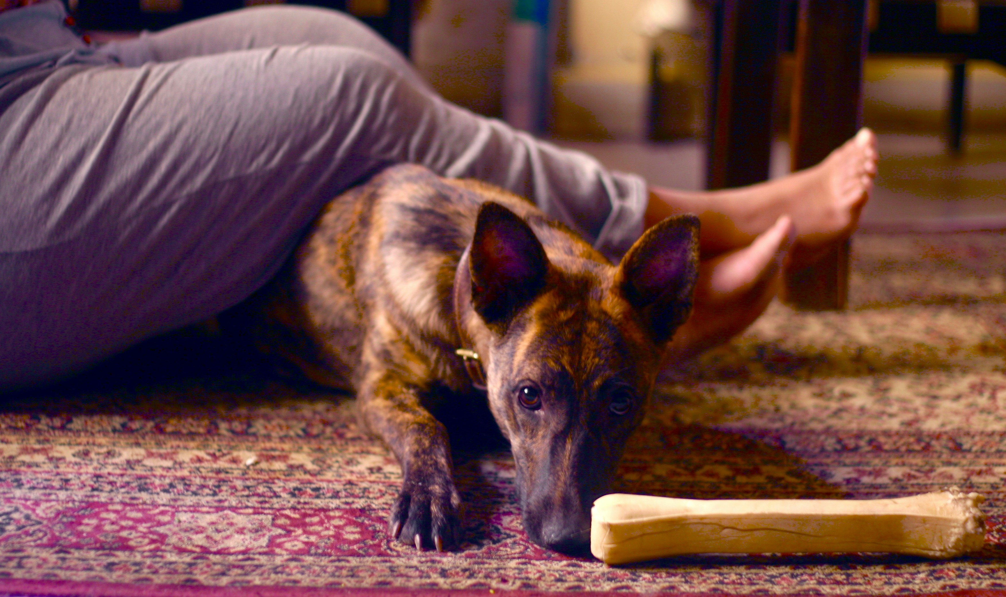 Chewy Leans On Pet Health Ecosystem To Deepen Customer Value — Photo by Udayan Patil on Unsplash