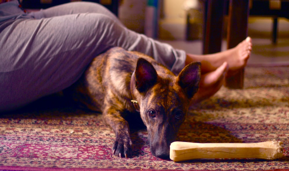 ein Hund, der neben einer Person auf dem Boden liegt