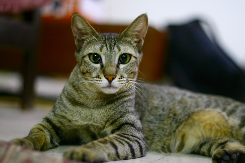 un gatto sdraiato sul pavimento che guarda la telecamera