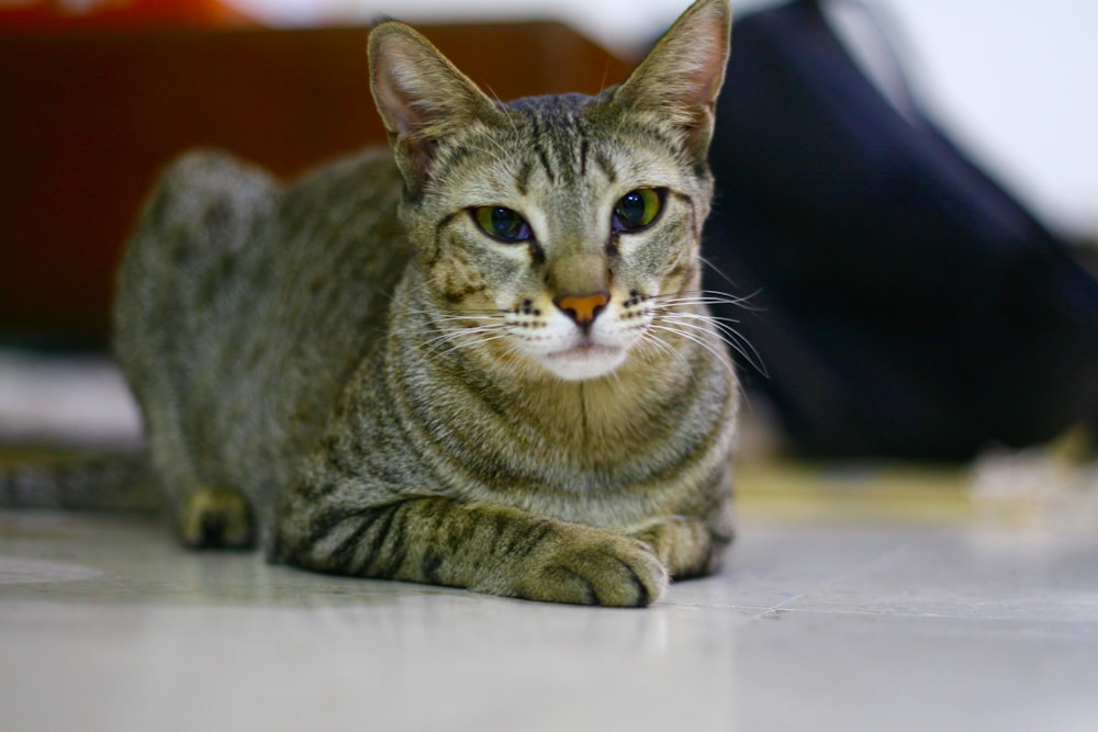 eine Katze, die auf dem Boden sitzt und in die Kamera schaut