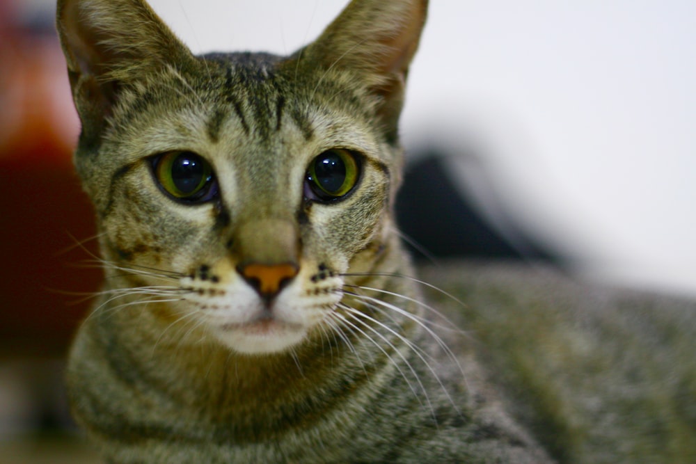 a close up of a cat looking at the camera