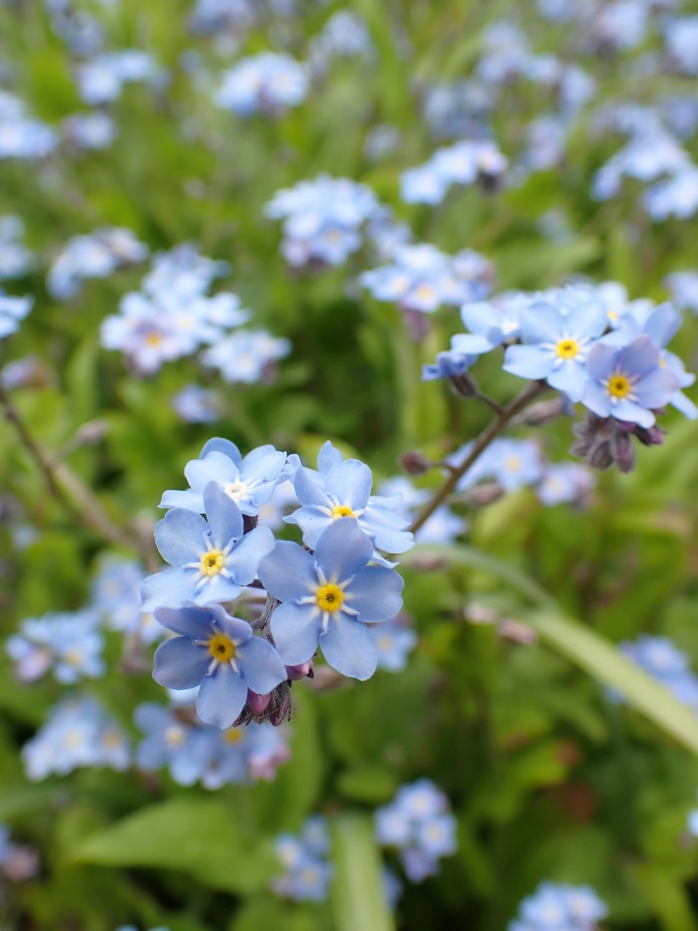 a bunch of blue flowers that are in the grass